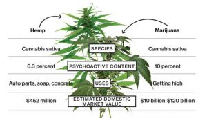 haru大麻葉