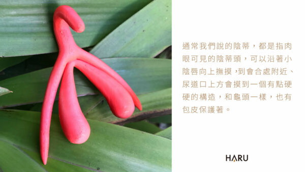 陰蒂包含哪些部分