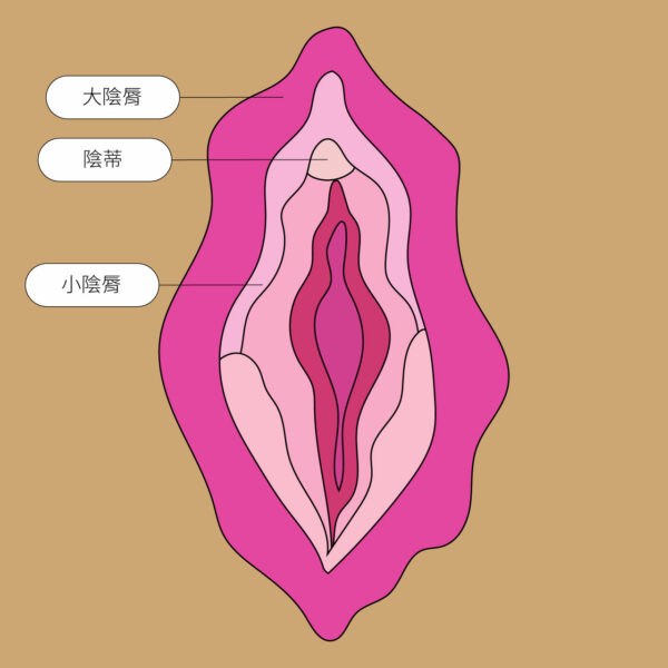 女生私密處位置圖