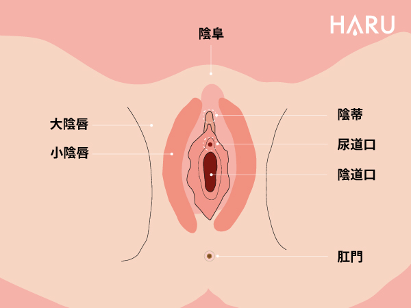 女生私密處構造圖